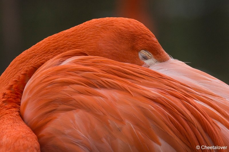 _DSC0394.JPG - Cubaanse Flamingo